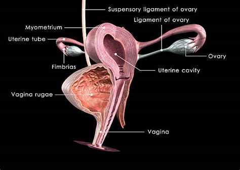 vaginas from behind|Female Anatomy: Labeled Diagrams (Inside and Outside).